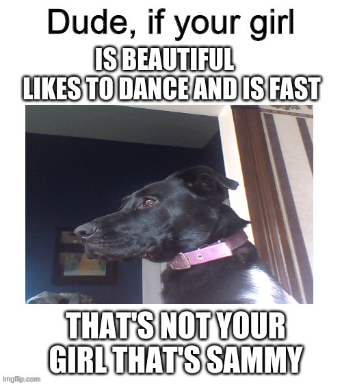 IS BEAUTIFUL    LIKES TO DANCE AND IS FAST; THAT'S NOT YOUR GIRL THAT'S SAMMY | image tagged in dog | made w/ Imgflip meme maker