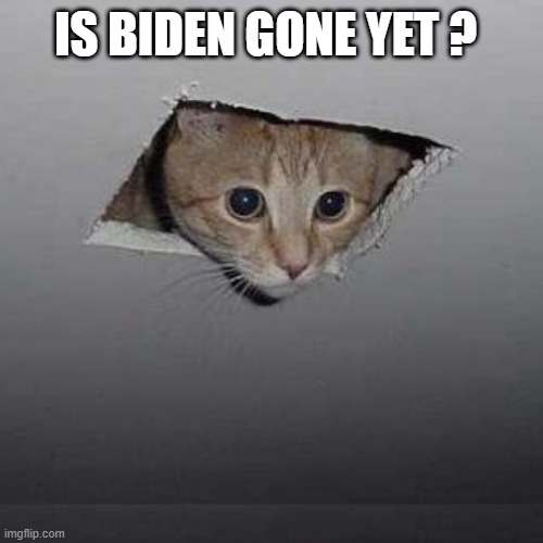 HIDEN FROM BIDEN | IS BIDEN GONE YET ? | image tagged in ceiling cat | made w/ Imgflip meme maker