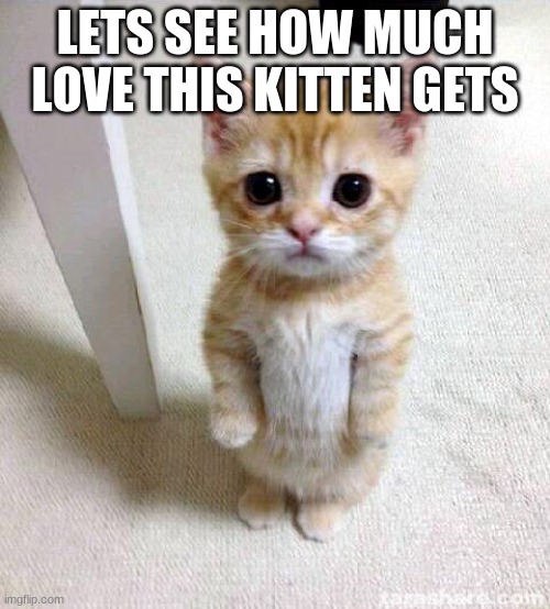 Lets see how much love this cute cat gets... | LETS SEE HOW MUCH LOVE THIS KITTEN GETS | image tagged in memes,cute cat | made w/ Imgflip meme maker