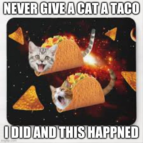 Never give a cat a taco | NEVER GIVE A CAT A TACO; I DID AND THIS HAPPNED | image tagged in taco cats | made w/ Imgflip meme maker