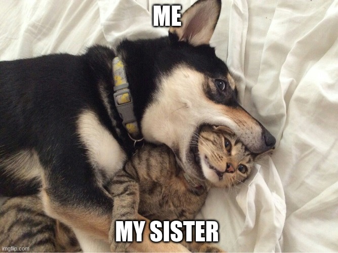 Dog VS Cat | ME; MY SISTER | image tagged in dog vs cat | made w/ Imgflip meme maker