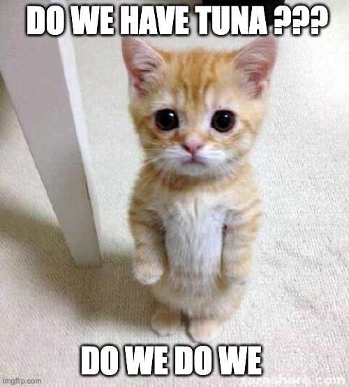 Cute Cat Meme | DO WE HAVE TUNA ??? DO WE DO WE | image tagged in memes,cute cat | made w/ Imgflip meme maker