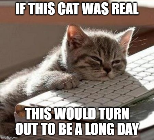 tired cat | IF THIS CAT WAS REAL; THIS WOULD TURN OUT TO BE A LONG DAY | image tagged in tired cat | made w/ Imgflip meme maker