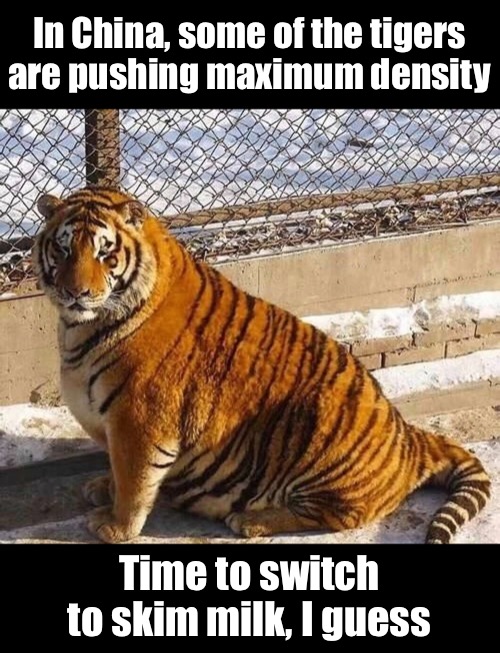 Time to switch to skim milk, I guess In China, some of the tigers are pushing maximum density | made w/ Imgflip meme maker