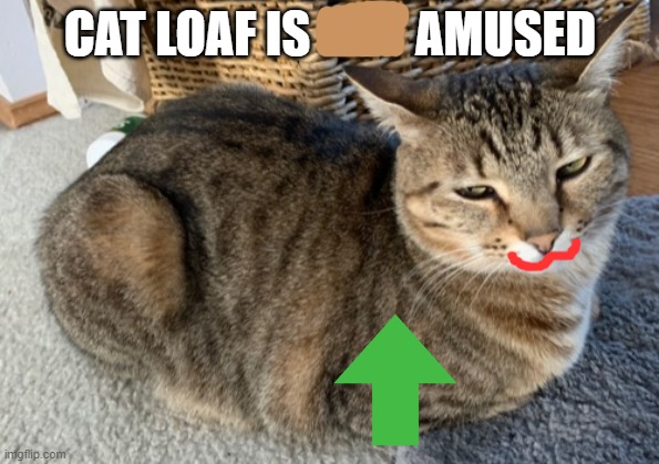 Cat Loaf is Amused (Trial was here) | image tagged in cat loaf is not amused | made w/ Imgflip meme maker
