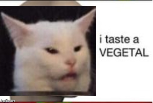 Salad Cat I taste a vegetal (Trial was here) | image tagged in meme man,salad cat,no ideas | made w/ Imgflip meme maker