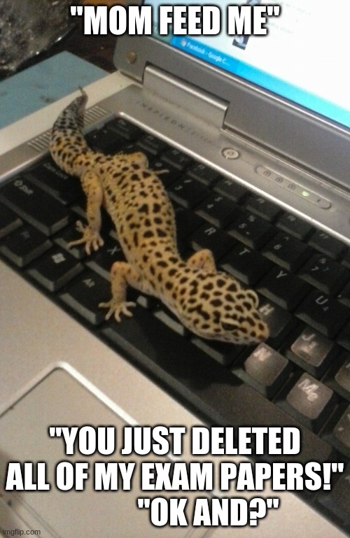 Leopard Gecko named Lana | ''MOM FEED ME''; ''YOU JUST DELETED ALL OF MY EXAM PAPERS!''            ''OK AND?'' | image tagged in leopard gecko named lana | made w/ Imgflip meme maker