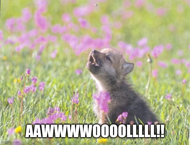 Baby Insanity Wolf Meme | AAWWWWOOOOLLLLL!! | image tagged in memes,baby insanity wolf | made w/ Imgflip meme maker