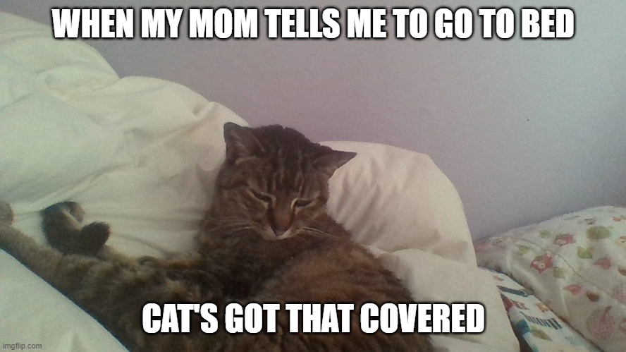 My Bed and My Cat | WHEN MY MOM TELLS ME TO GO TO BED; CAT'S GOT THAT COVERED | image tagged in grumpy cat bed | made w/ Imgflip meme maker