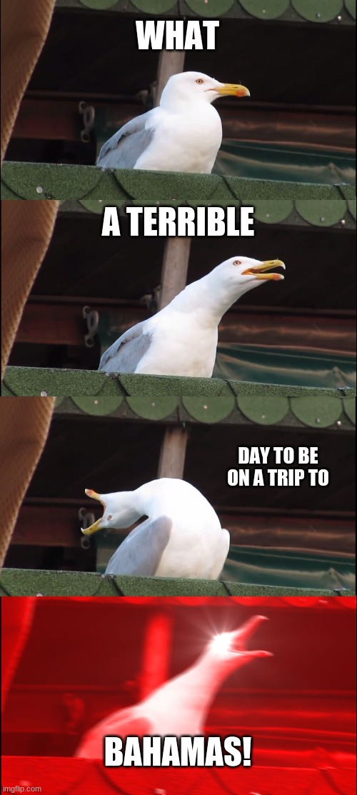 Inhaling Seagull Meme | WHAT A TERRIBLE DAY TO BE ON A TRIP TO BAHAMAS! | image tagged in memes,inhaling seagull | made w/ Imgflip meme maker