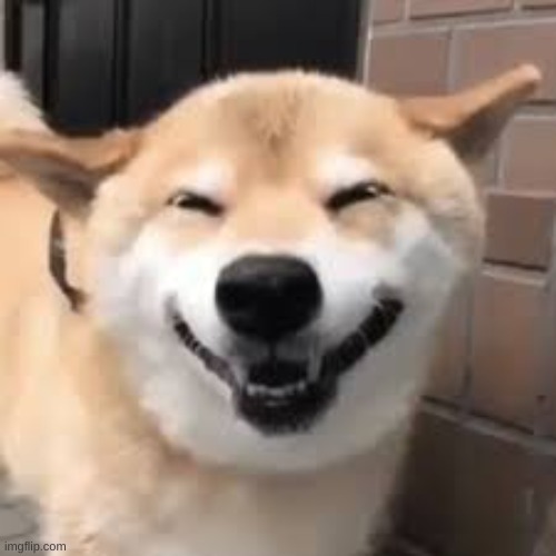 please sign this petition he deserves it make doge happier :) http://chng.it/YM9WbwfYXP | image tagged in wholesome | made w/ Imgflip meme maker