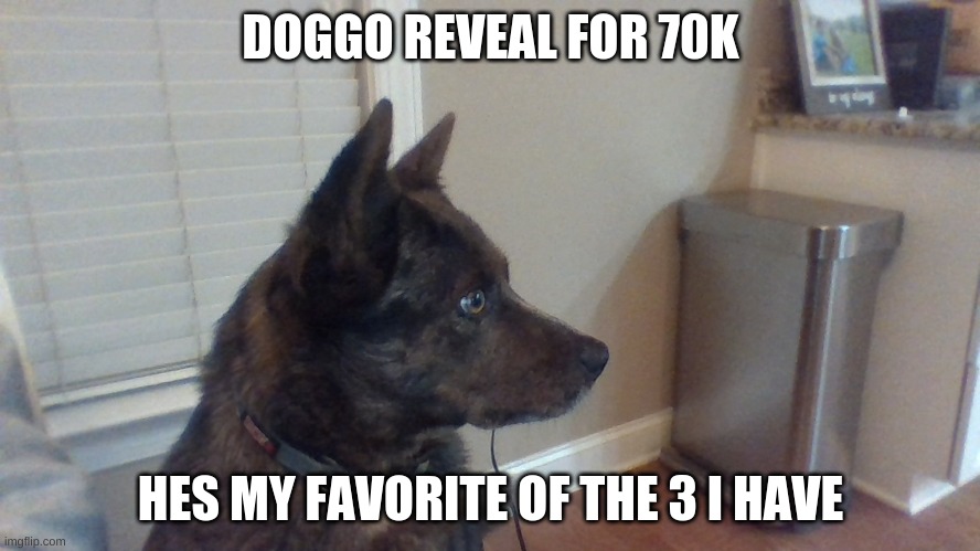 his name is blue | DOGGO REVEAL FOR 70K; HES MY FAVORITE OF THE 3 I HAVE | made w/ Imgflip meme maker