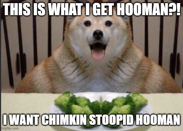 FAT DOGGO EATING BROCCOLI | THIS IS WHAT I GET HOOMAN?! I WANT CHIMKIN STOOPID HOOMAN | image tagged in fat doggo eating broccoli | made w/ Imgflip meme maker