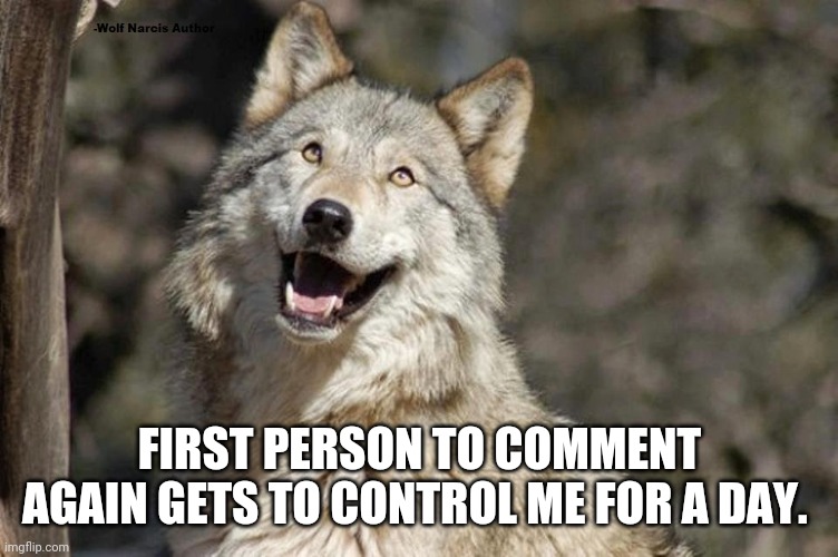 Optimistic Moon Moon Wolf Vanadium Wolf | FIRST PERSON TO COMMENT AGAIN GETS TO CONTROL ME FOR A DAY. | image tagged in optimistic moon moon wolf vanadium wolf | made w/ Imgflip meme maker