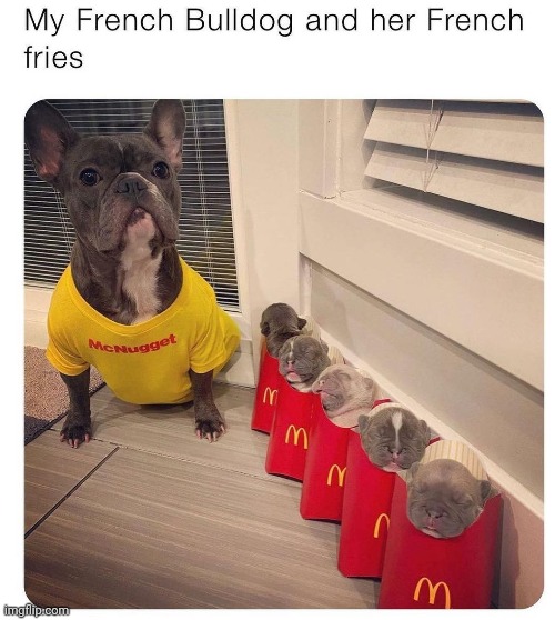 The French fries though | image tagged in dog,french fries,memes,funny memes | made w/ Imgflip meme maker