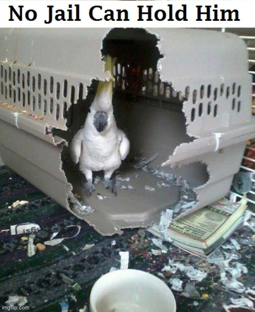image tagged in jail,parrot,cockatoo | made w/ Imgflip meme maker