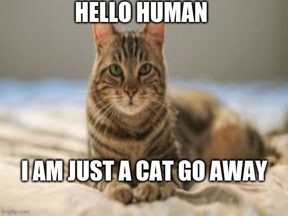 Just a cat | HELLO HUMAN; I AM JUST A CAT GO AWAY | image tagged in cats | made w/ Imgflip meme maker