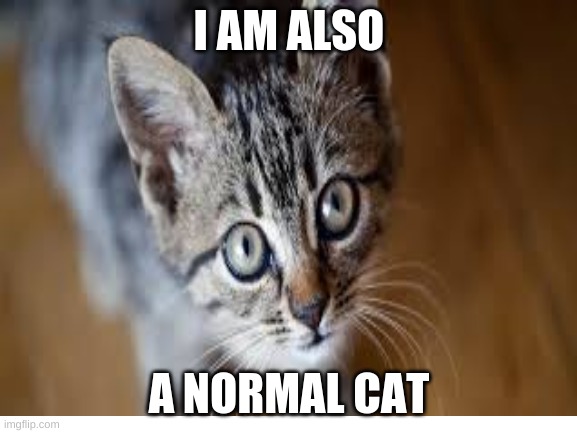 also just a normal cat | I AM ALSO; A NORMAL CAT | image tagged in cats | made w/ Imgflip meme maker