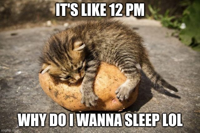 potato cat | IT'S LIKE 12 PM; WHY DO I WANNA SLEEP LOL | image tagged in potato cat | made w/ Imgflip meme maker