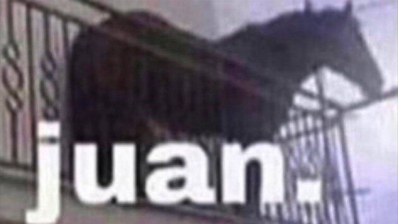 Juan horse Blank Meme Template