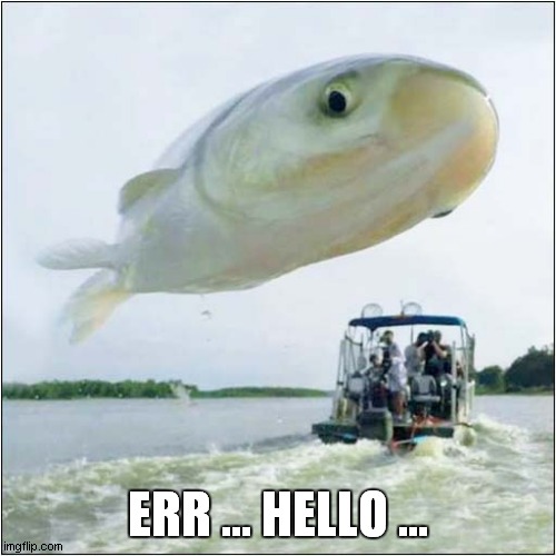 A Friendly Fish | ERR ... HELLO ... | image tagged in fun,friendly,fish,frontpage | made w/ Imgflip meme maker