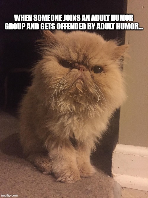 True | WHEN SOMEONE JOINS AN ADULT HUMOR GROUP AND GETS OFFENDED BY ADULT HUMOR... | image tagged in funny | made w/ Imgflip meme maker