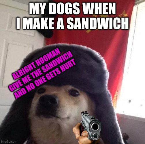 Russian Doge | MY DOGS WHEN I MAKE A SANDWICH; ALRIGHT HOOMAN GIVE ME THE SANDWICH AND NO ONE GETS HURT | image tagged in russian doge | made w/ Imgflip meme maker