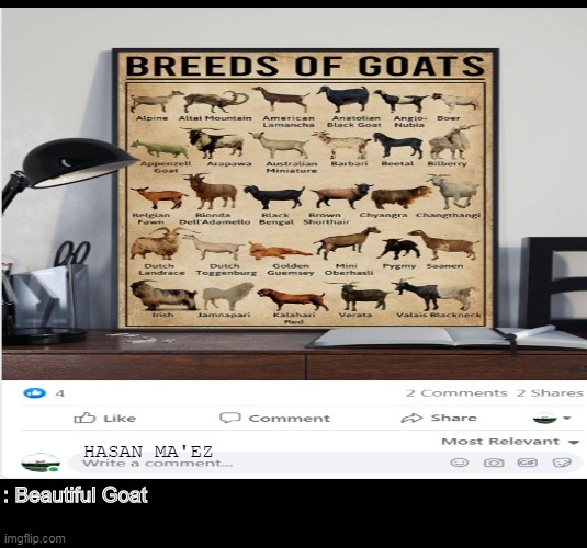 The LOVE of GOAT | HASAN MA'EZ; : Beautiful Goat | image tagged in goat,goats,goated | made w/ Imgflip meme maker