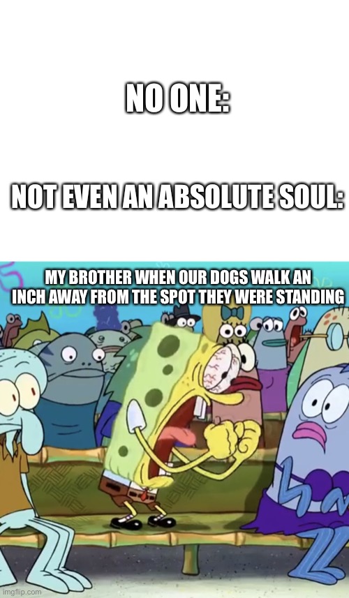 He kinda over reacts with that stuff. If you see dis bruda, sorry not sorry | NO ONE:; NOT EVEN AN ABSOLUTE SOUL:; MY BROTHER WHEN OUR DOGS WALK AN INCH AWAY FROM THE SPOT THEY WERE STANDING | image tagged in blank white template | made w/ Imgflip meme maker