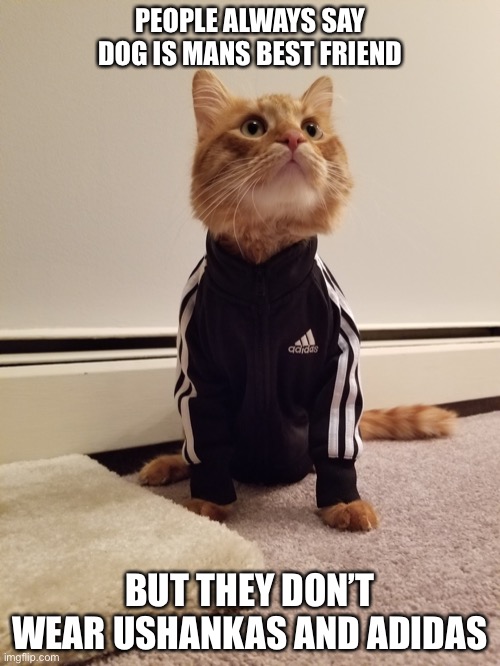 Slav cat | PEOPLE ALWAYS SAY DOG IS MANS BEST FRIEND; BUT THEY DON’T WEAR USHANKAS AND ADIDAS | image tagged in cat | made w/ Imgflip meme maker