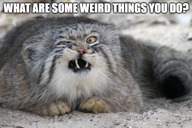 weird cat with weird face | WHAT ARE SOME WEIRD THINGS YOU DO? | image tagged in if you can guess,what type of cat this is,i will give you 30 upvotes | made w/ Imgflip meme maker