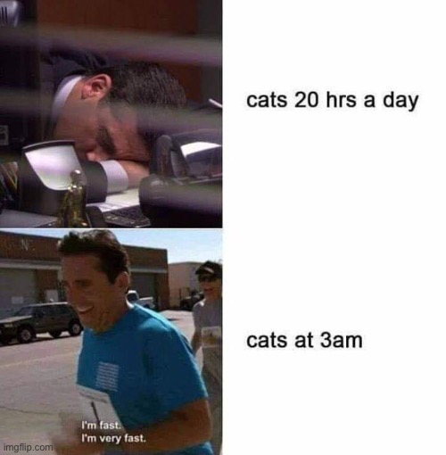 From web | image tagged in cat,cats,memes,funny,theoffice | made w/ Imgflip meme maker