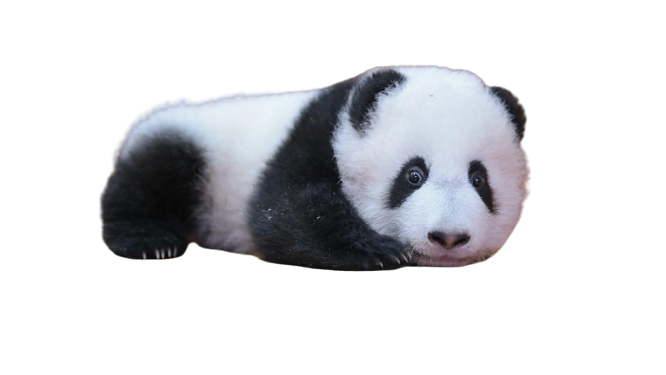 panda Blank Meme Template