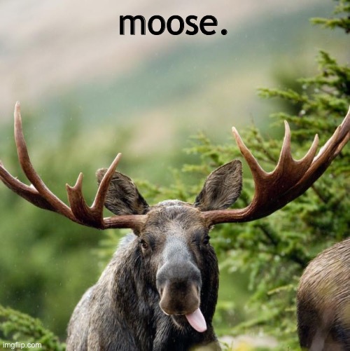 moose | moose. | image tagged in moose | made w/ Imgflip meme maker