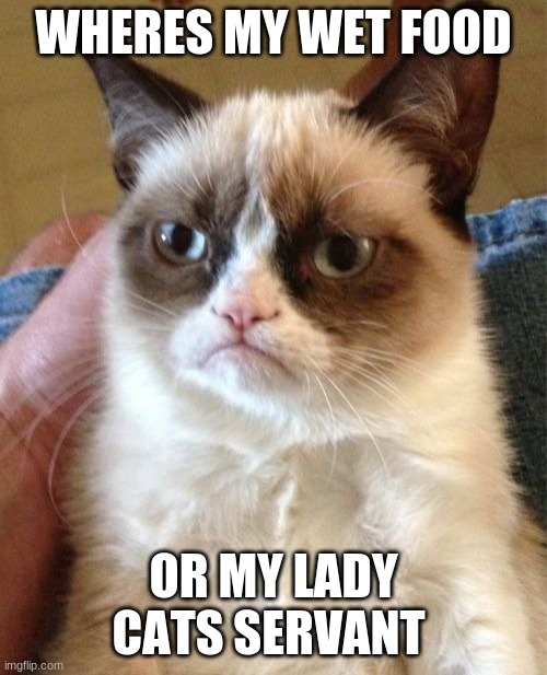 Grumpy Cat | WHERES MY WET FOOD; OR MY LADY CATS SERVANT | image tagged in memes,grumpy cat | made w/ Imgflip meme maker