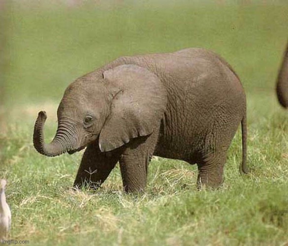 Baby elephant | image tagged in baby elephant | made w/ Imgflip meme maker