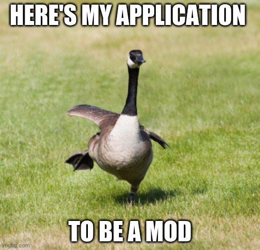 JustUrOrdinaryDay | HERE'S MY APPLICATION; TO BE A MOD | image tagged in canada goose | made w/ Imgflip meme maker