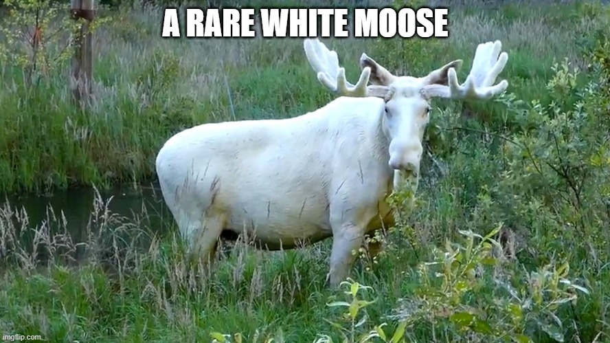 A RARE WHITE MOOSE | made w/ Imgflip meme maker