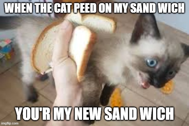 sand wich | WHEN THE CAT PEED ON MY SAND WICH; YOU'R MY NEW SAND WICH | image tagged in sand wich | made w/ Imgflip meme maker