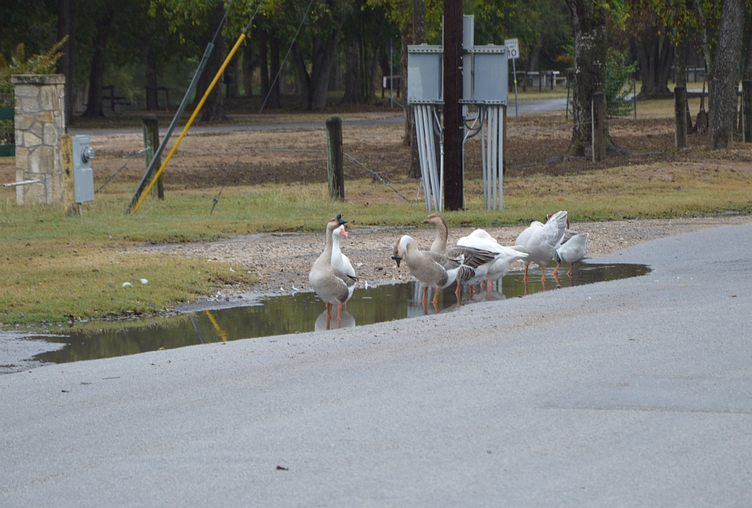 Geese In a Row Blank Meme Template