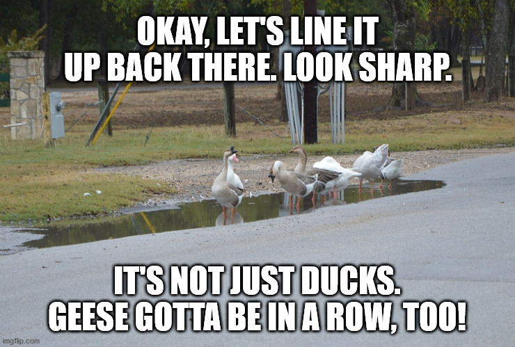 Geese In a Row | OKAY, LET'S LINE IT
UP BACK THERE. LOOK SHARP. IT'S NOT JUST DUCKS.
GEESE GOTTA BE IN A ROW, TOO! | image tagged in geese in a row | made w/ Imgflip meme maker