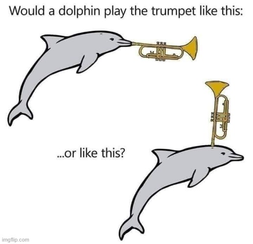no no he's got a point | image tagged in would a dolphin play the trumpet like this,no no he's got a point,no no hes got a point,science,dolphin,dolphins | made w/ Imgflip meme maker
