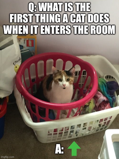 Q and A cats | Q: WHAT IS THE FIRST THING A CAT DOES WHEN IT ENTERS THE ROOM; A: | image tagged in funny cats | made w/ Imgflip meme maker