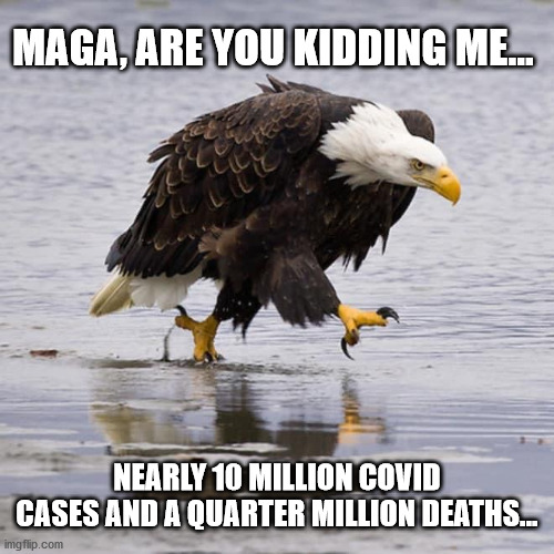 Angry voter... | MAGA, ARE YOU KIDDING ME... NEARLY 10 MILLION COVID CASES AND A QUARTER MILLION DEATHS... | image tagged in angry eagle,trump,biden,election2020,covid | made w/ Imgflip meme maker