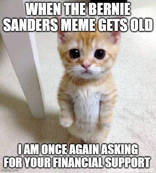 Cute Cat | WHEN THE BERNIE SANDERS MEME GETS OLD; I AM ONCE AGAIN ASKING FOR YOUR FINANCIAL SUPPORT | image tagged in memes,cute cat | made w/ Imgflip meme maker