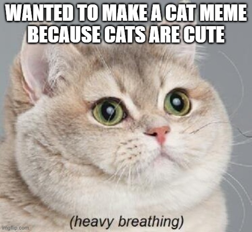 L0L0L0L0L0L0L0L | WANTED TO MAKE A CAT MEME
BECAUSE CATS ARE CUTE | image tagged in memes,heavy breathing cat | made w/ Imgflip meme maker
