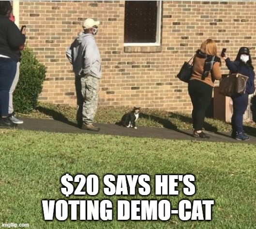 VOTE | $20 SAYS HE'S VOTING DEMO-CAT | image tagged in funny politics | made w/ Imgflip meme maker