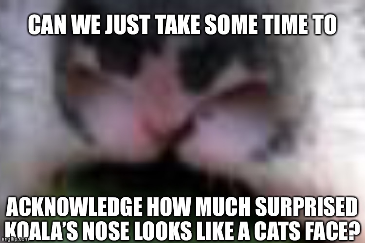 CAN WE JUST TAKE SOME TIME TO; ACKNOWLEDGE HOW MUCH SURPRISED KOALA’S NOSE LOOKS LIKE A CATS FACE? | made w/ Imgflip meme maker