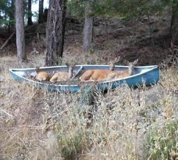 FOUR DEER IN A CANOE Blank Meme Template