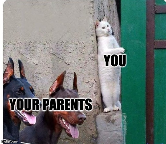 Hidden cat | YOUR PARENTS YOU | image tagged in hidden cat | made w/ Imgflip meme maker